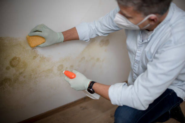 Mold Removal and Inspection in Village Green Green Ridge, PA